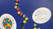 vystavni-expozice-mendlovo-muzeum-brno-preklad-do-proteinu-3